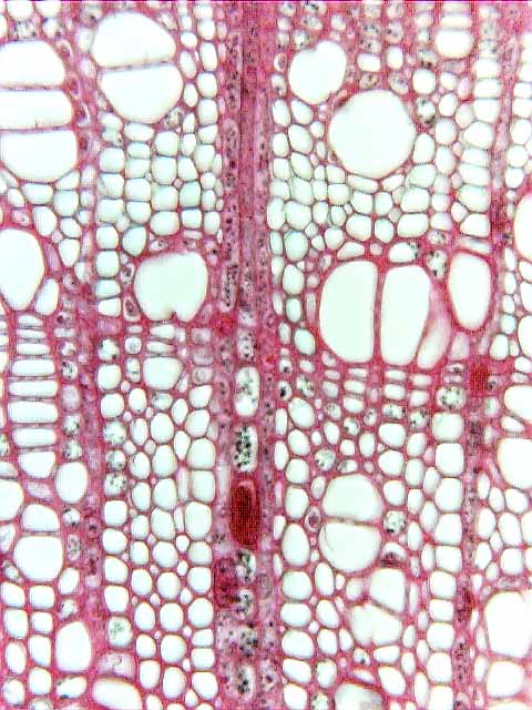 Picture of cross-section of plant